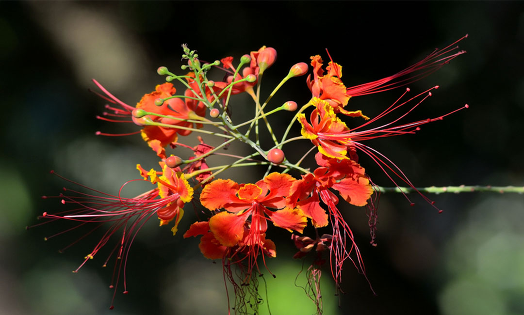 和平花帮主百科词条创建案例
